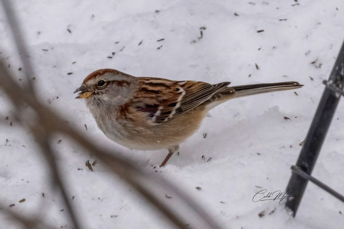 Воробьиная овсянка - ML646347018