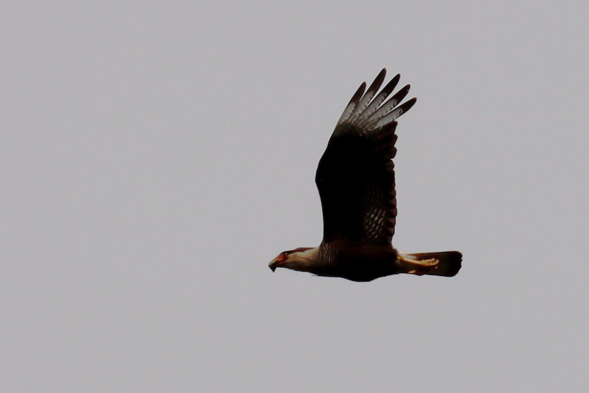 Равнинная каракара - ML646347021