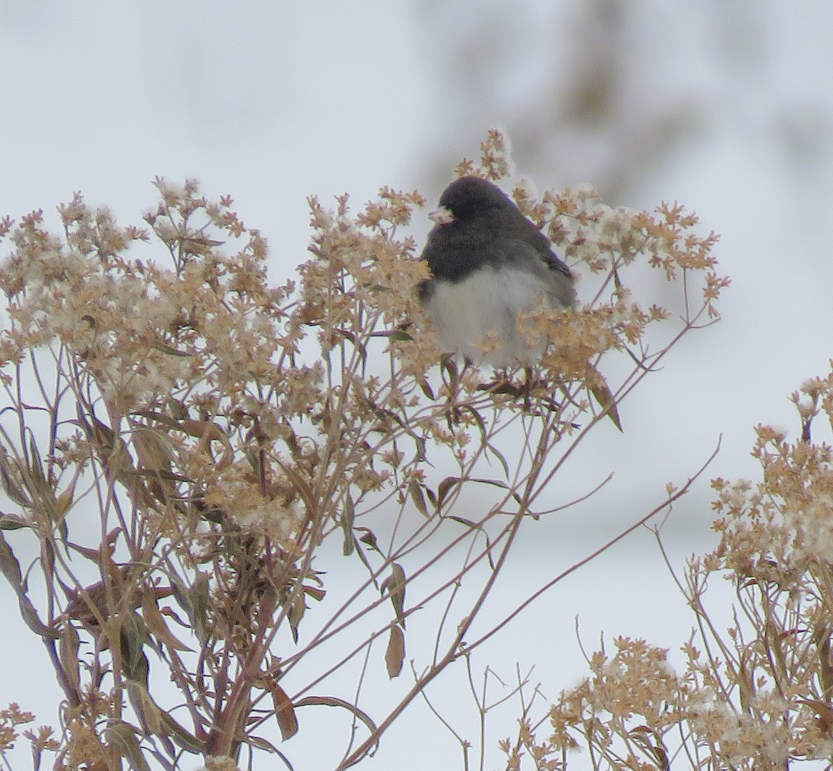 Серый юнко - ML646347022