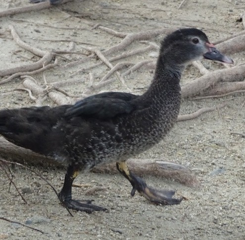 Красноклювая древесная утка - ML646347024