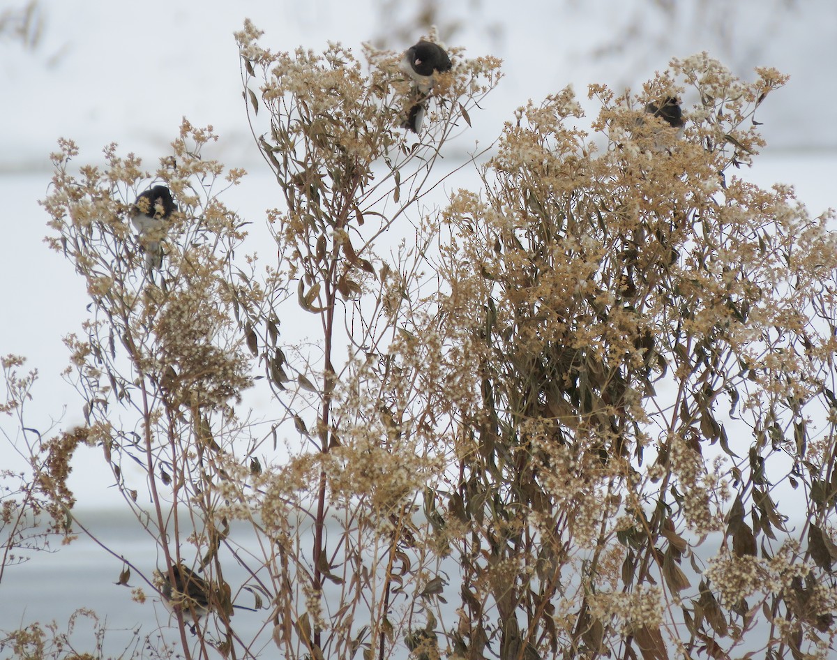 Dark-eyed Junco - ML646347026