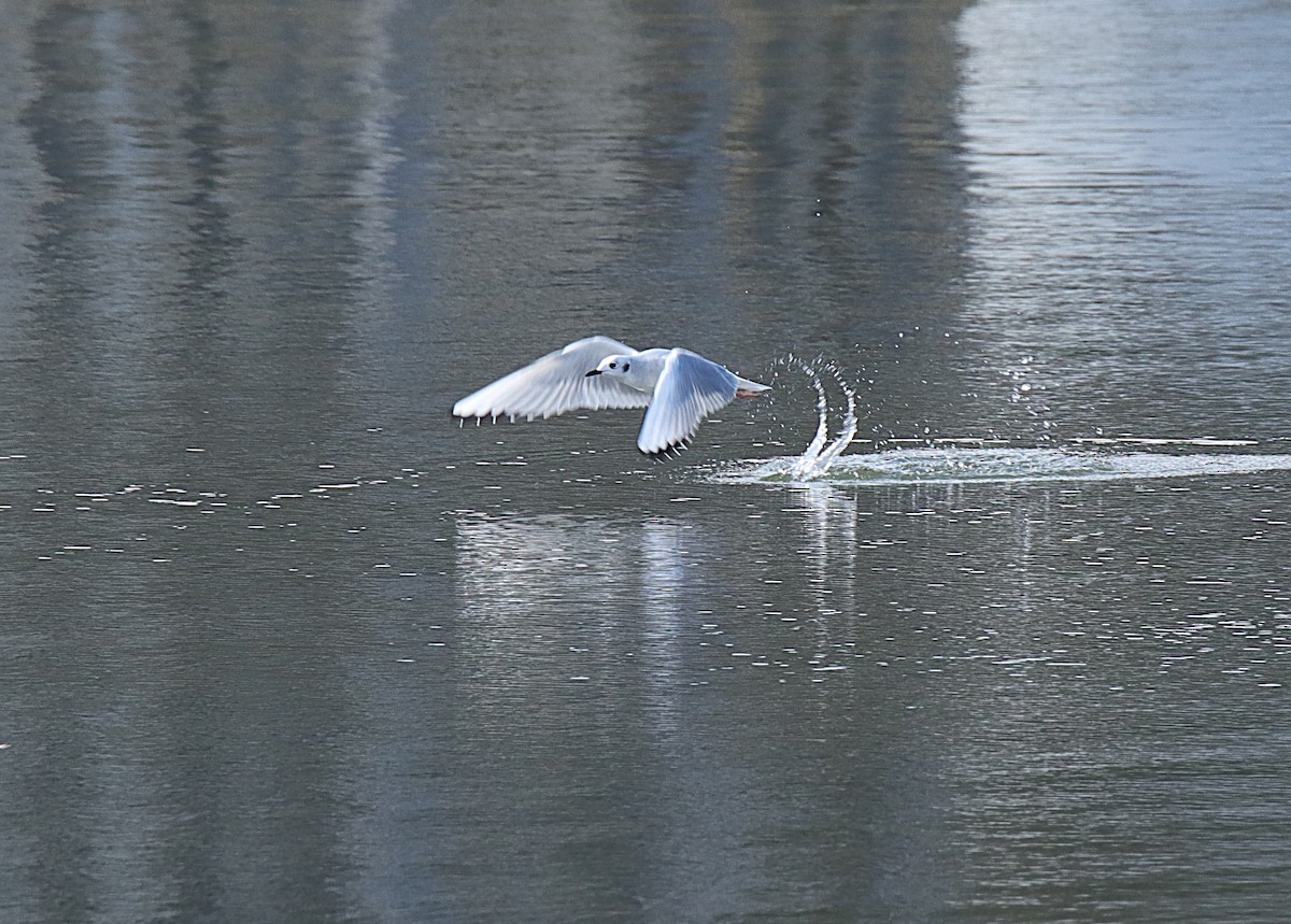 Bonaparte's Gull - ML646347028