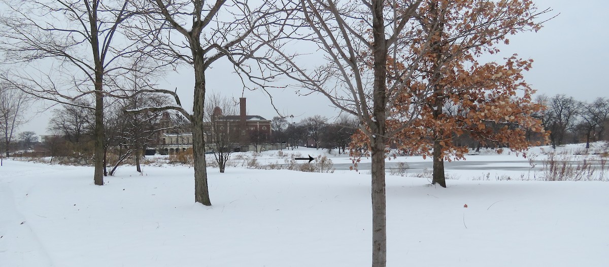 Dark-eyed Junco - ML646347029