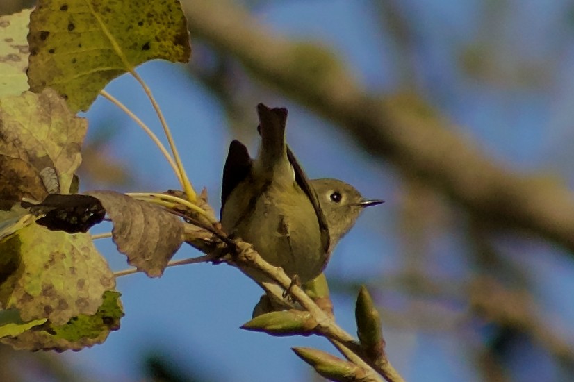 Hutton's Vireo - ML646347030