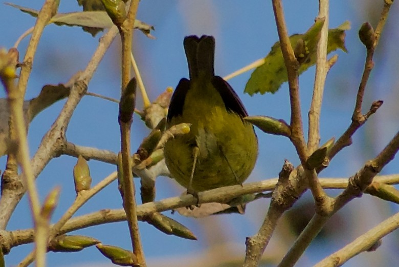 Orange-crowned Warbler - ML646347031