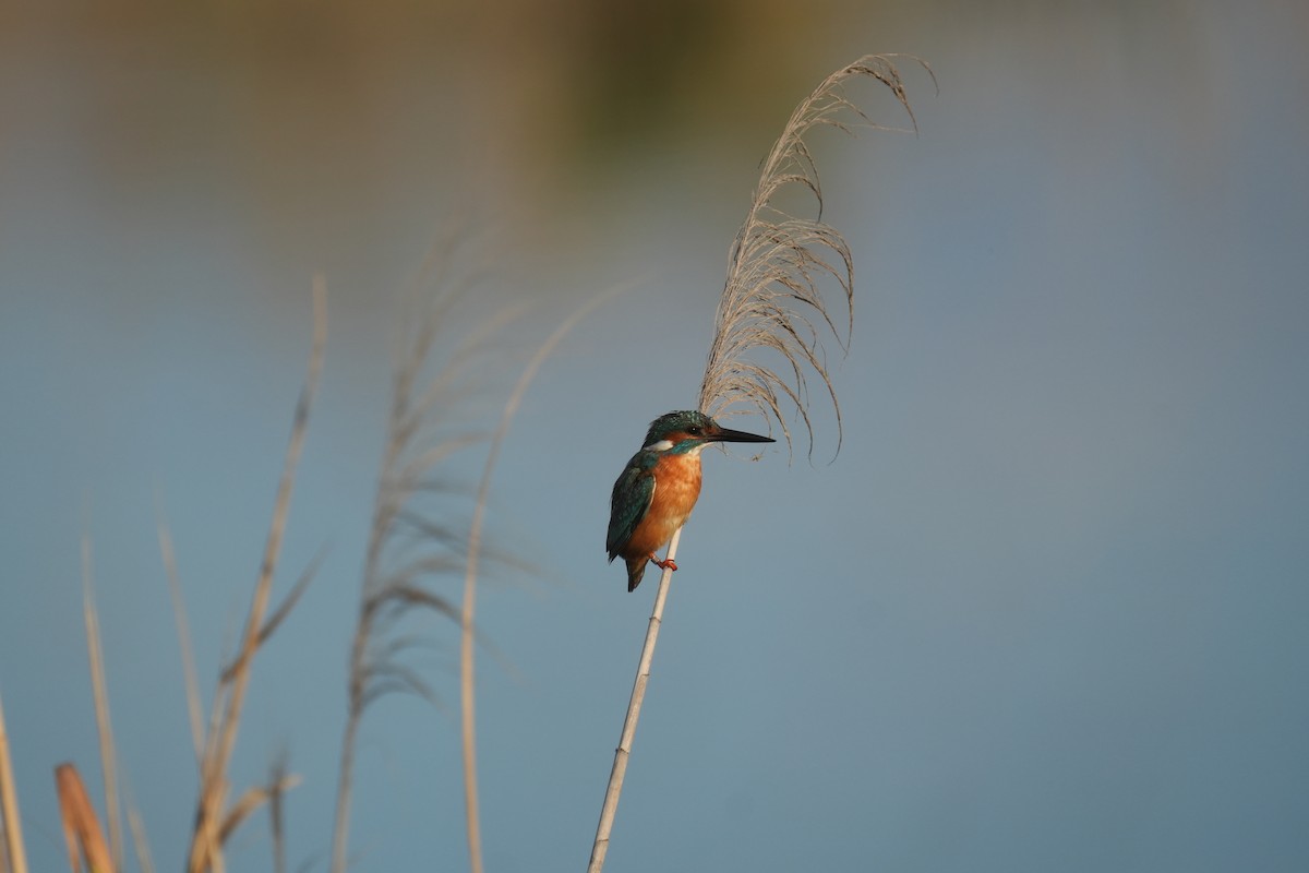 Common Kingfisher - ML646347032