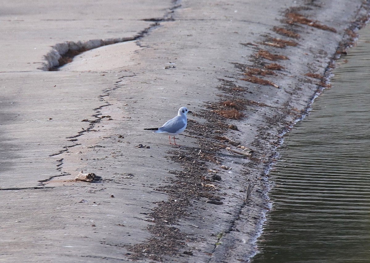 Bonaparte's Gull - ML646347033