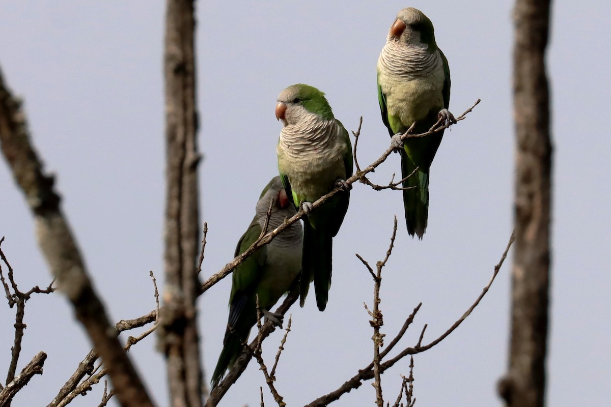 Mönchssittich - ML646347034