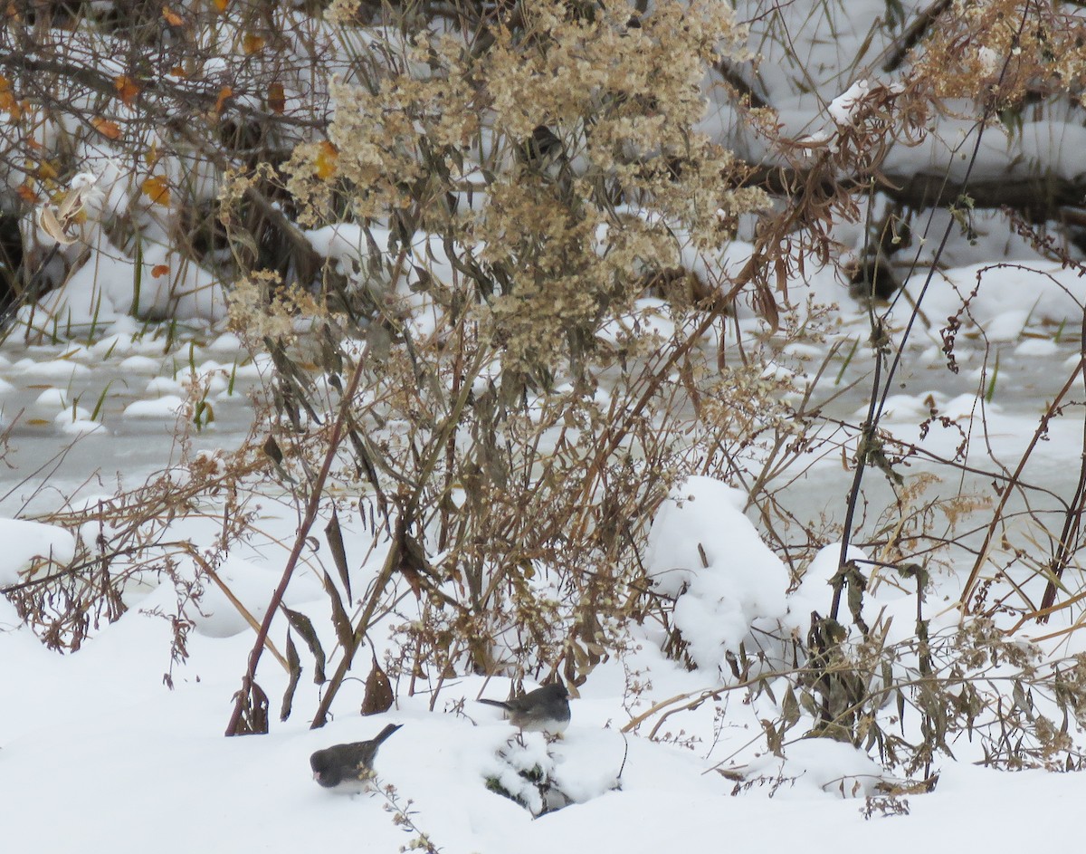 Dark-eyed Junco - ML646347036