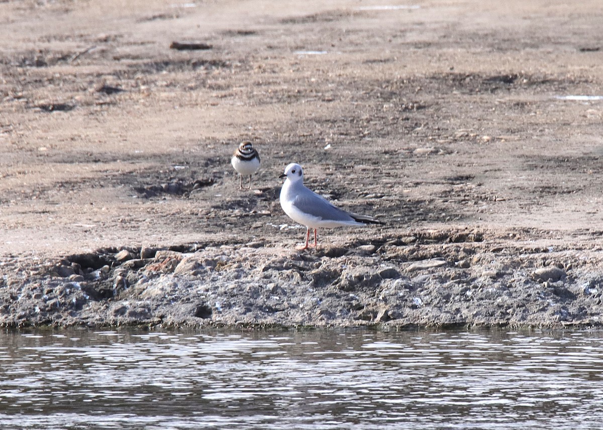 Bonaparte's Gull - ML646347037