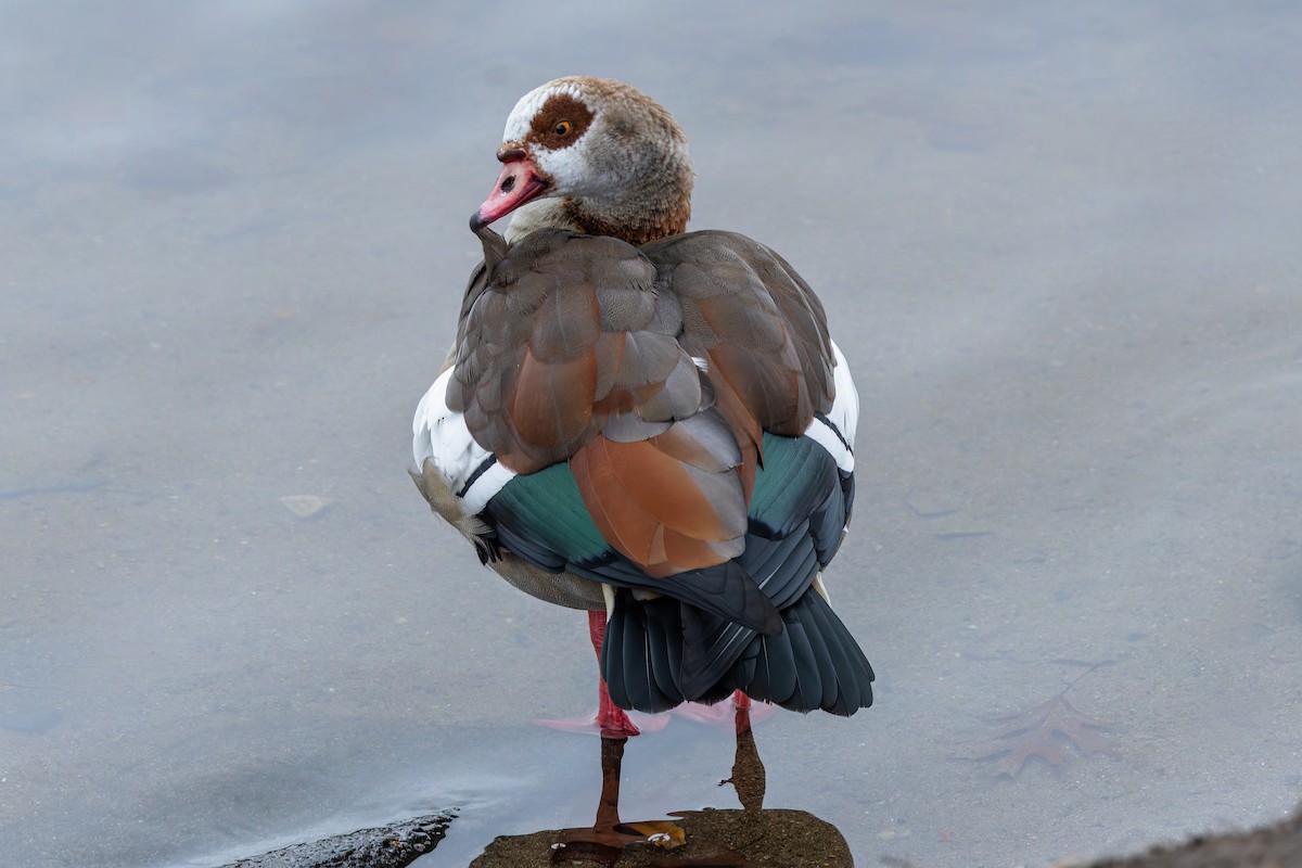 Egyptian Goose - ML646347038
