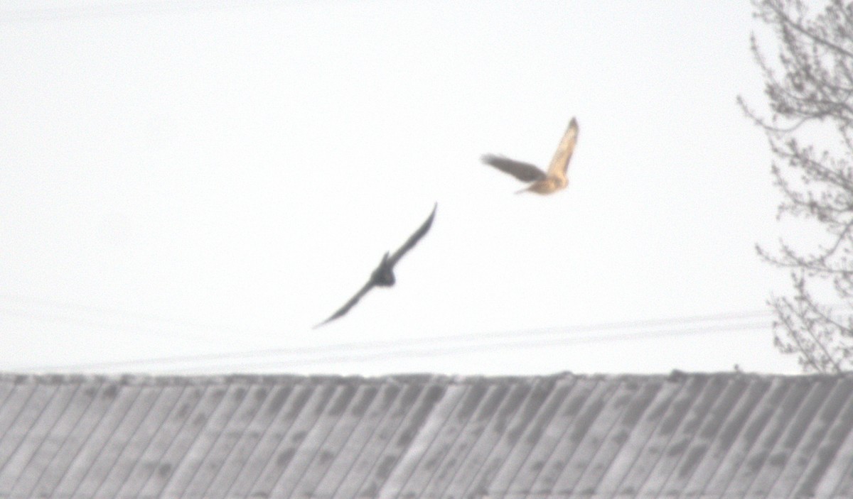 Red-tailed Hawk - ML646347039