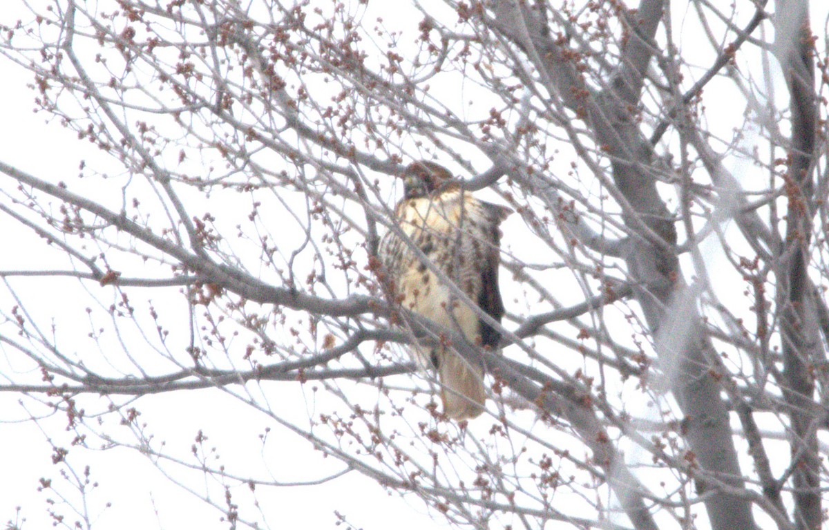 Red-tailed Hawk - ML646347040