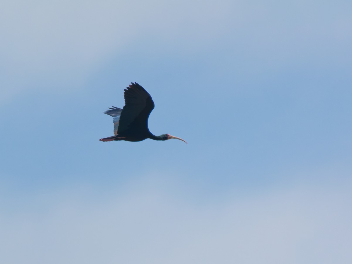 Ibis Afeitado - ML646347041