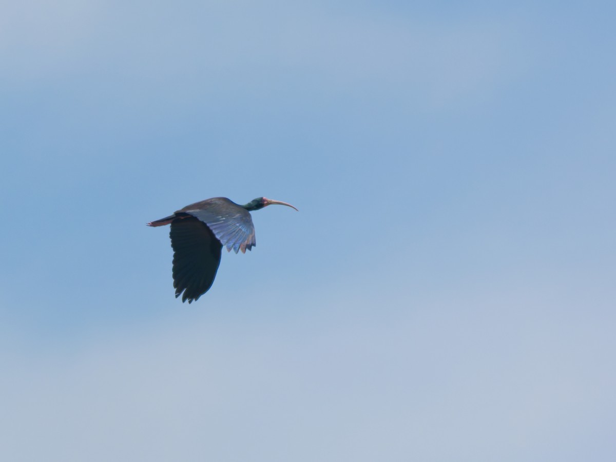 Ibis Afeitado - ML646347042