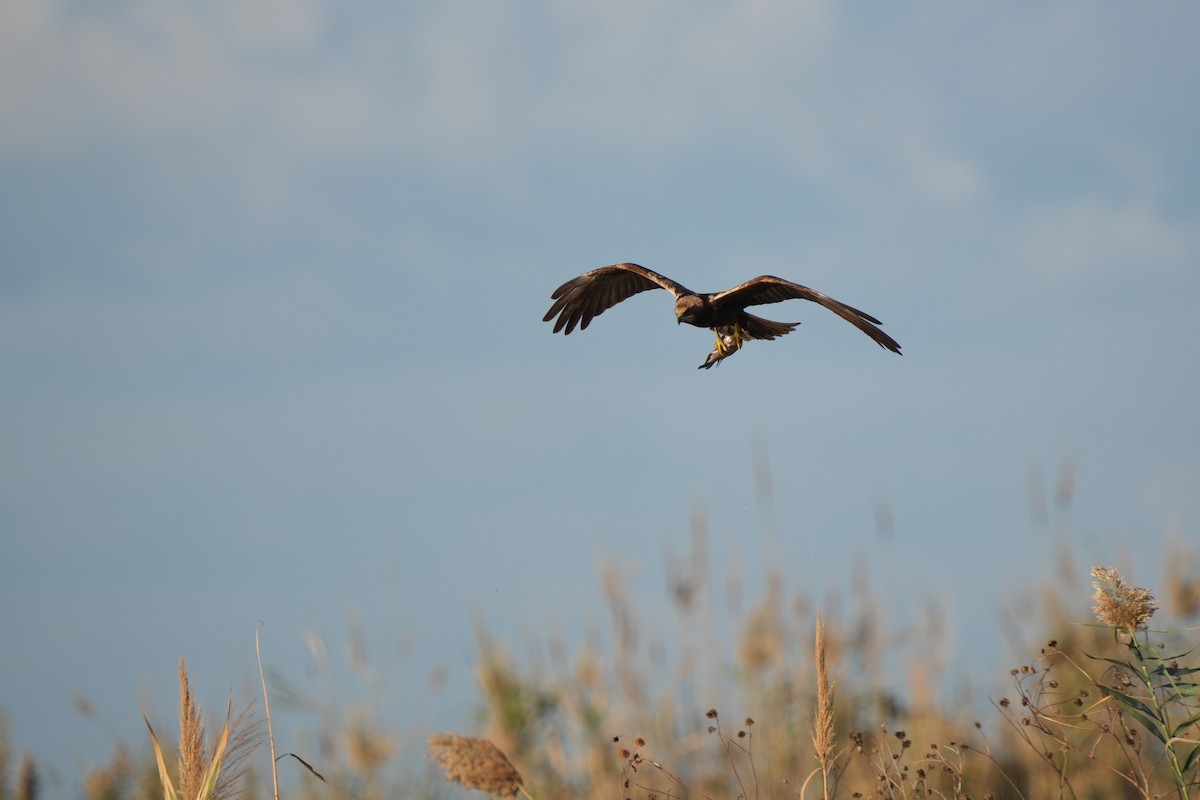 Western Marsh Harrier - ML646347046