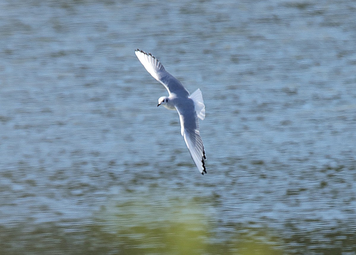 Bonaparte's Gull - ML646347047