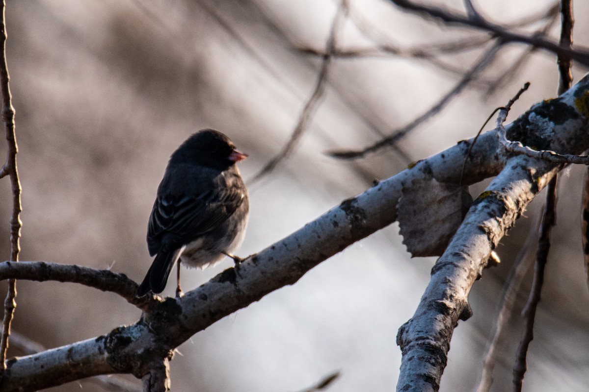 Dark-eyed Junco - ML646347048