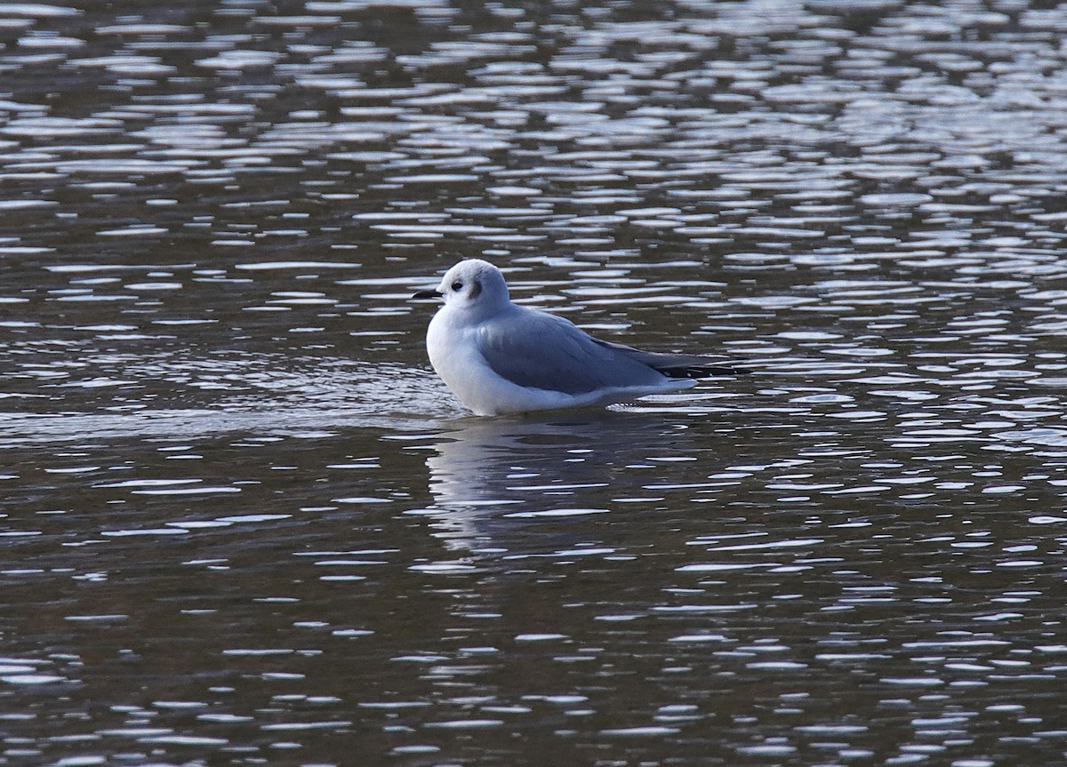 Bonaparte's Gull - ML646347049