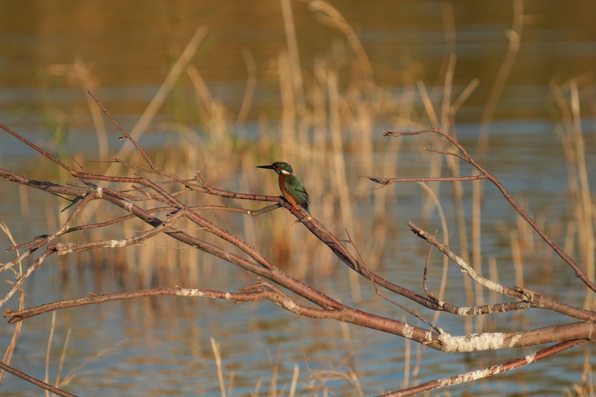 Common Kingfisher - ML646347057