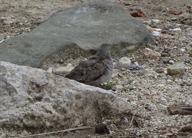 Common Ground Dove - ML646347059