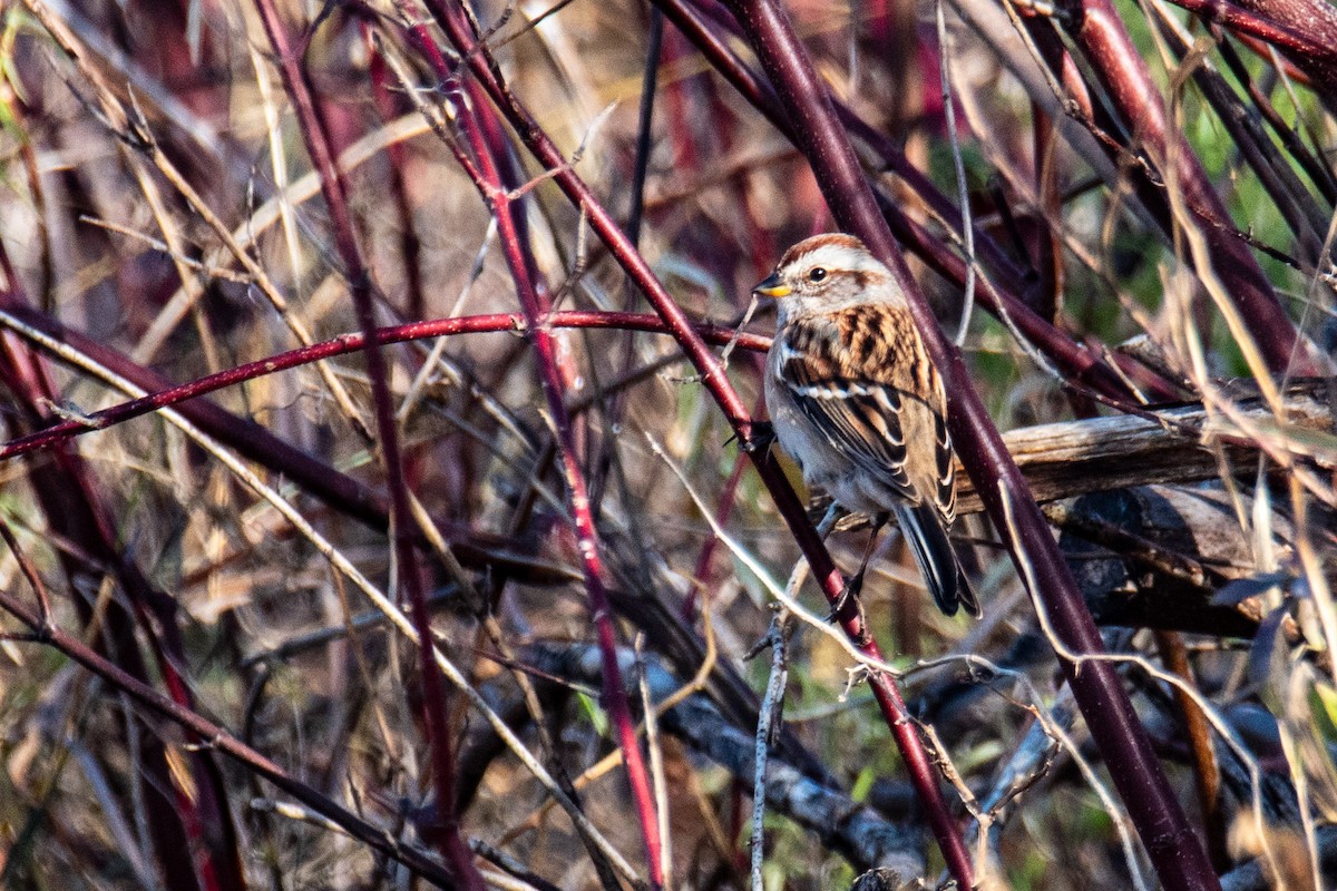 American Tree Sparrow - ML646347060
