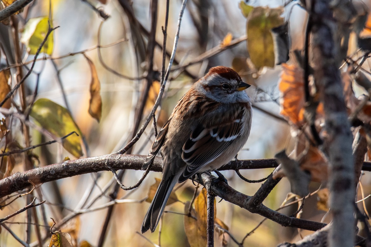 American Tree Sparrow - ML646347062