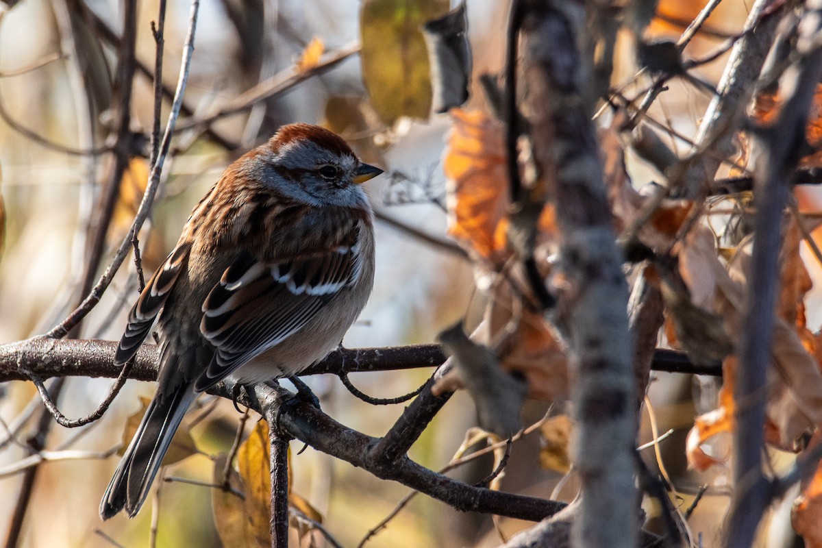 American Tree Sparrow - ML646347063