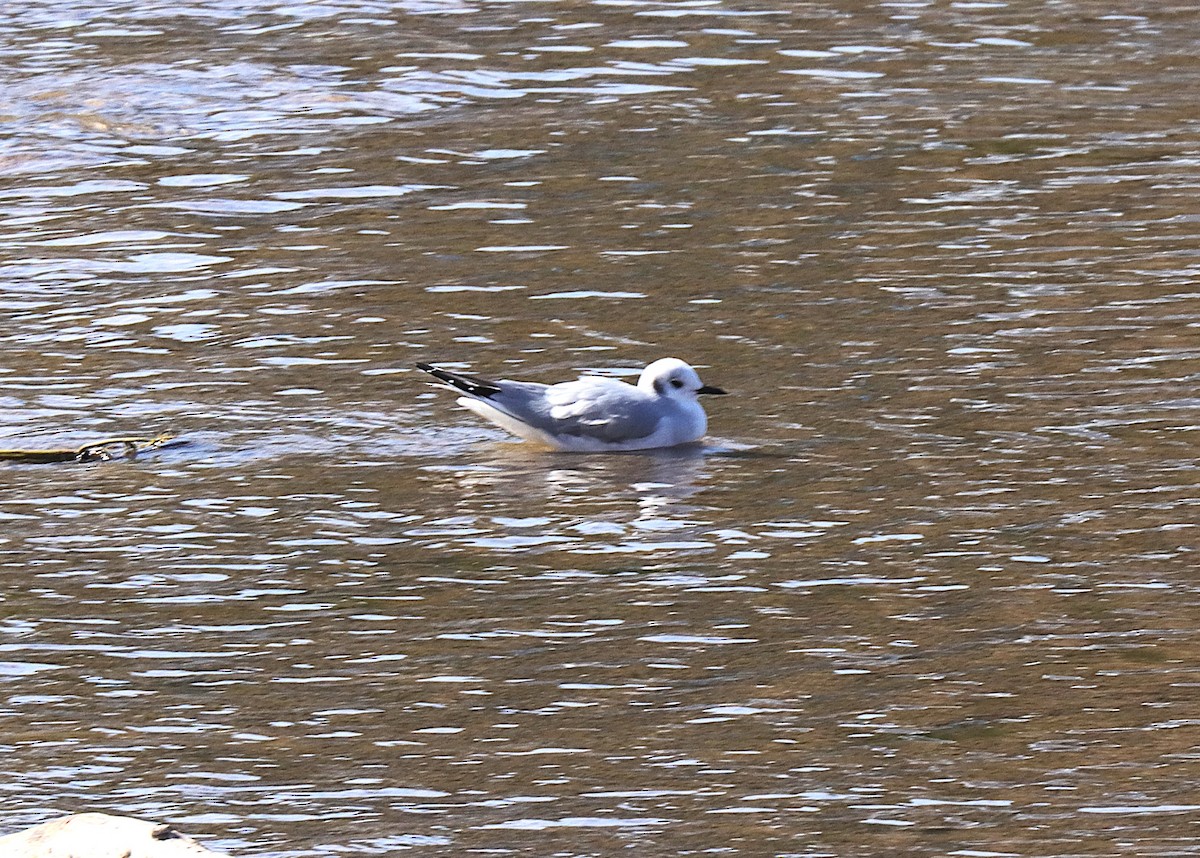 Bonaparte's Gull - ML646347071