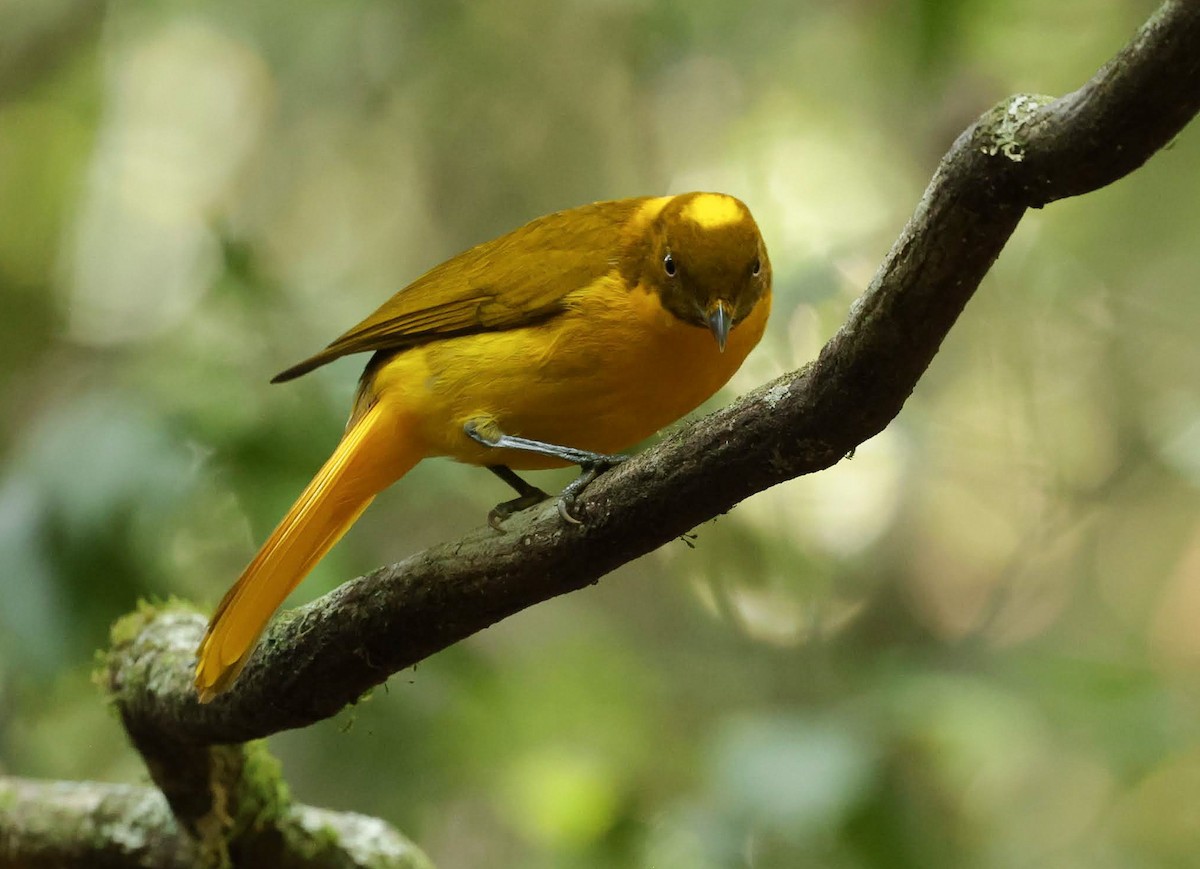 Golden Bowerbird - ML646347077