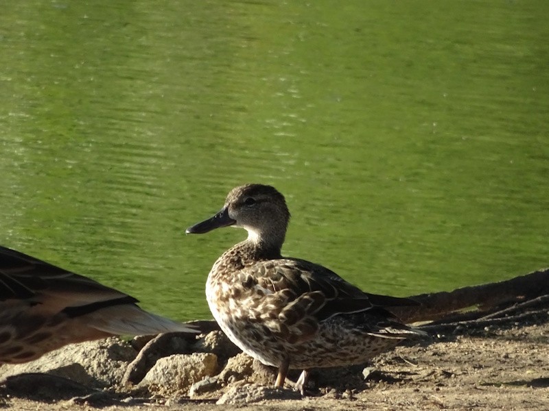 Blauflügelente - ML646347078