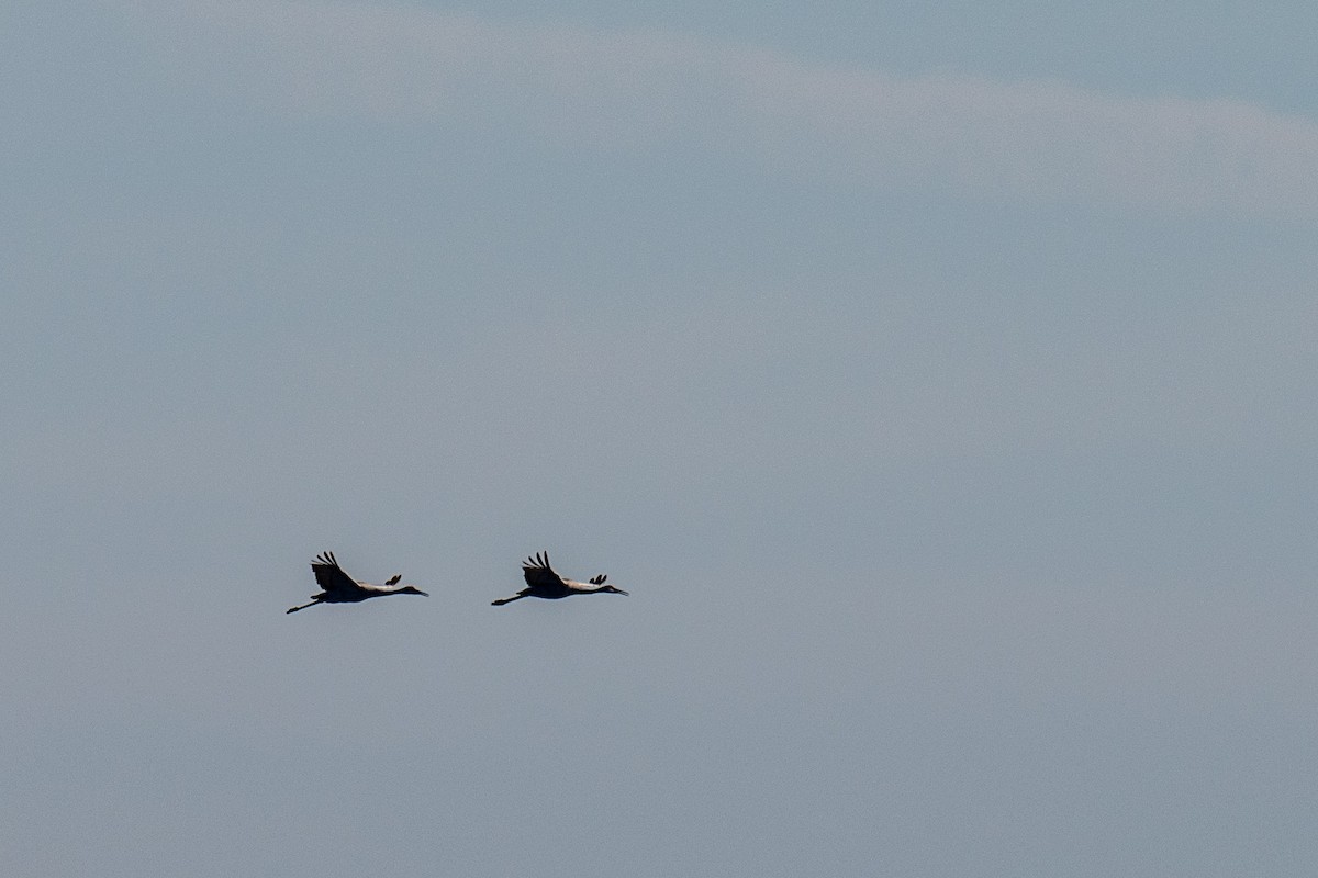 Sandhill Crane - ML646347079