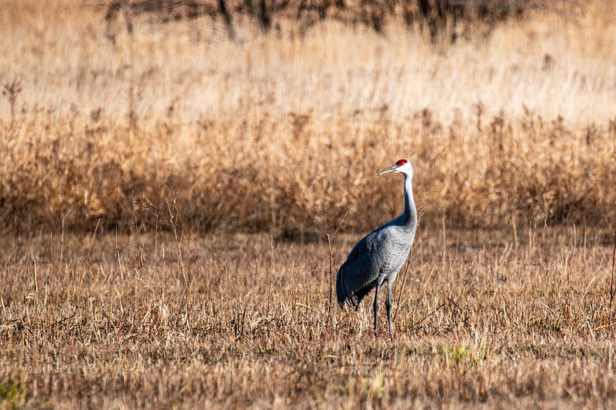 Sandhill Crane - ML646347080