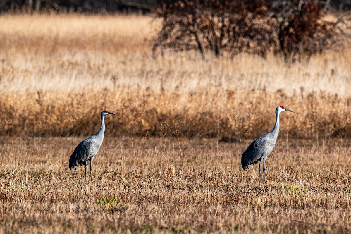 Sandhill Crane - ML646347081