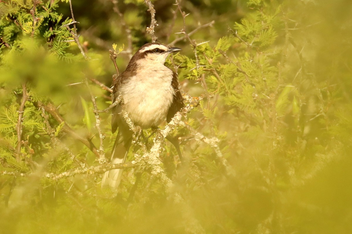 drozdec bělobrvý - ML646347083