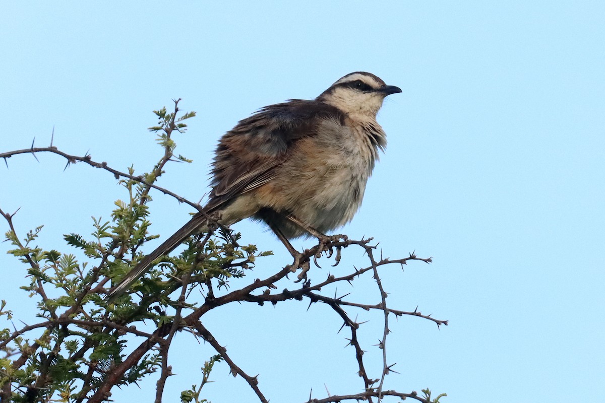 drozdec bělobrvý - ML646347084