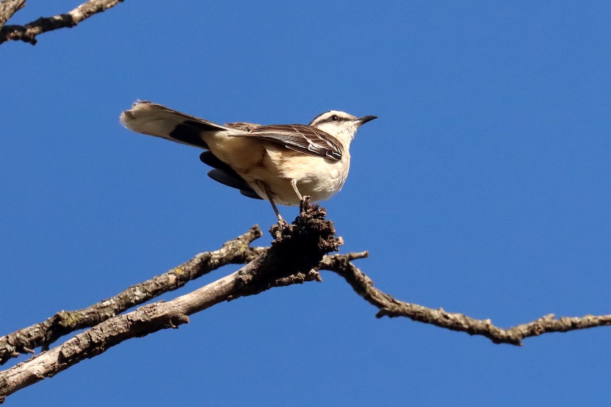 drozdec bělobrvý - ML646347085