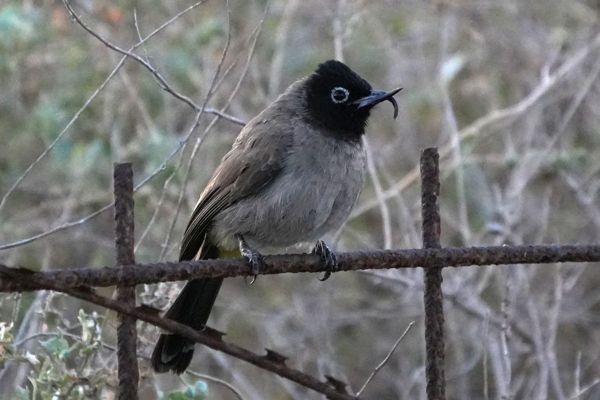 Gelbsteißbülbül - ML646347090