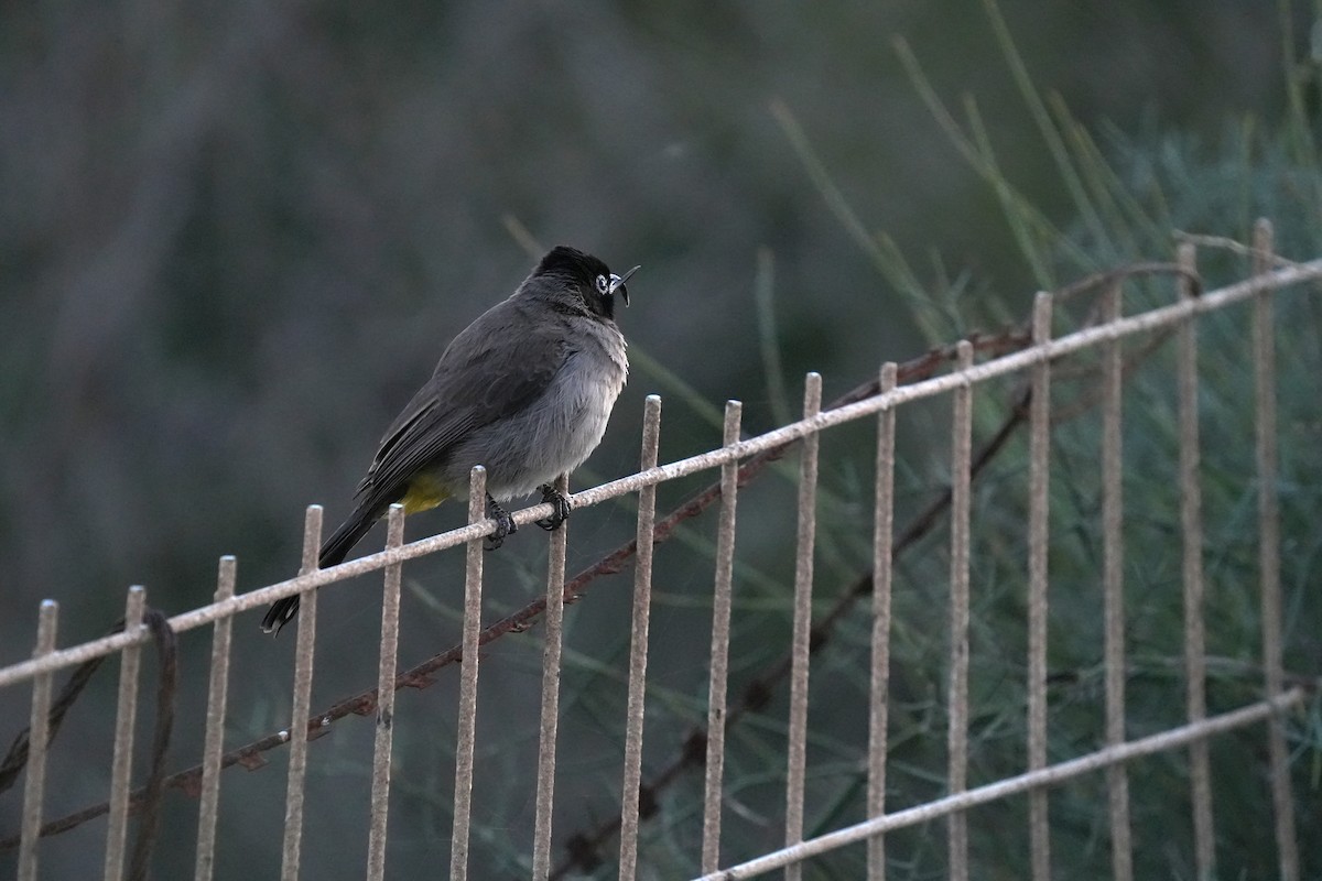 Gelbsteißbülbül - ML646347091