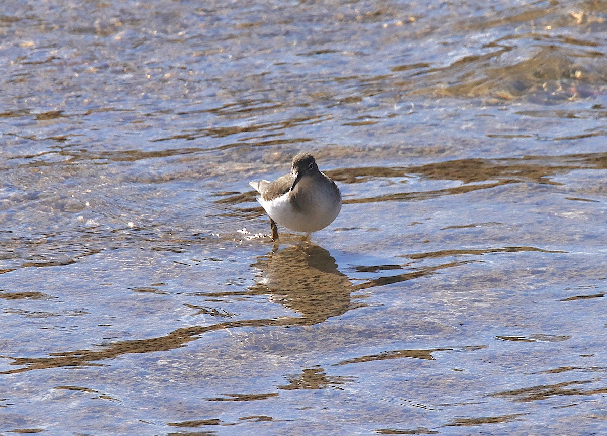 Spotted Sandpiper - ML646347092