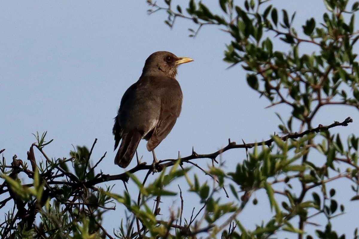 drozd krémovobřichý - ML646347093