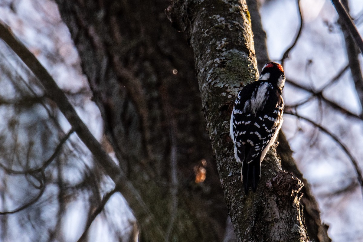 Downy Woodpecker - ML646347095