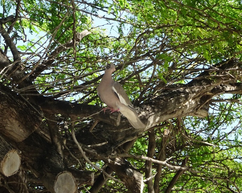 Bare-eyed Pigeon - ML646347097