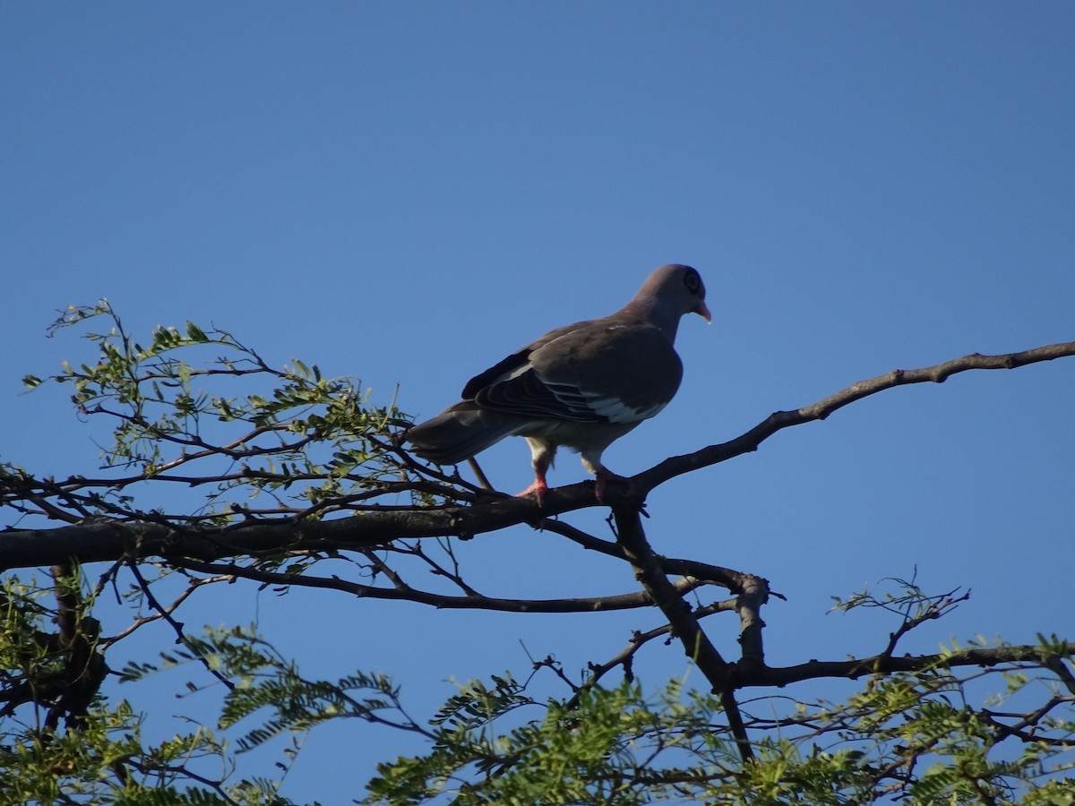 Bare-eyed Pigeon - ML646347098