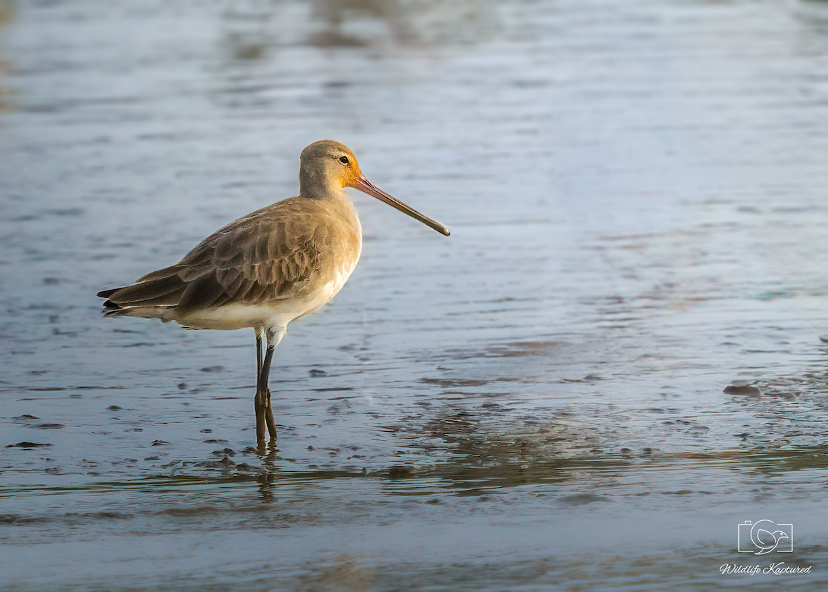 Black-tailed Godwit - ML646347099