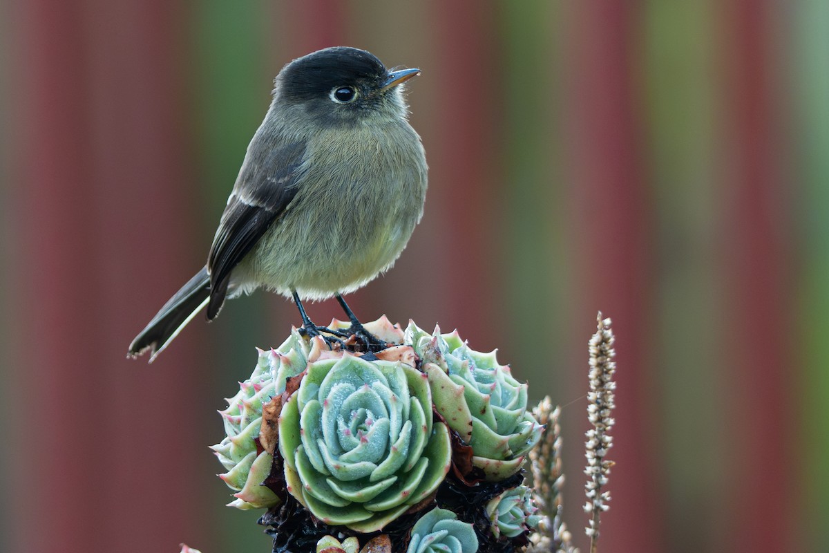 Black-capped Flycatcher - ML646347100