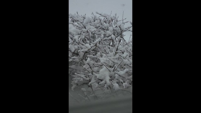 Поплітник каролінський - ML646347101