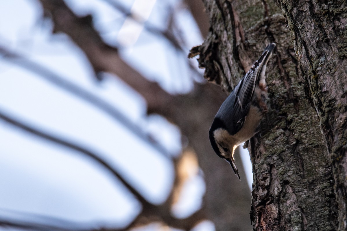 White-breasted Nuthatch - ML646347102