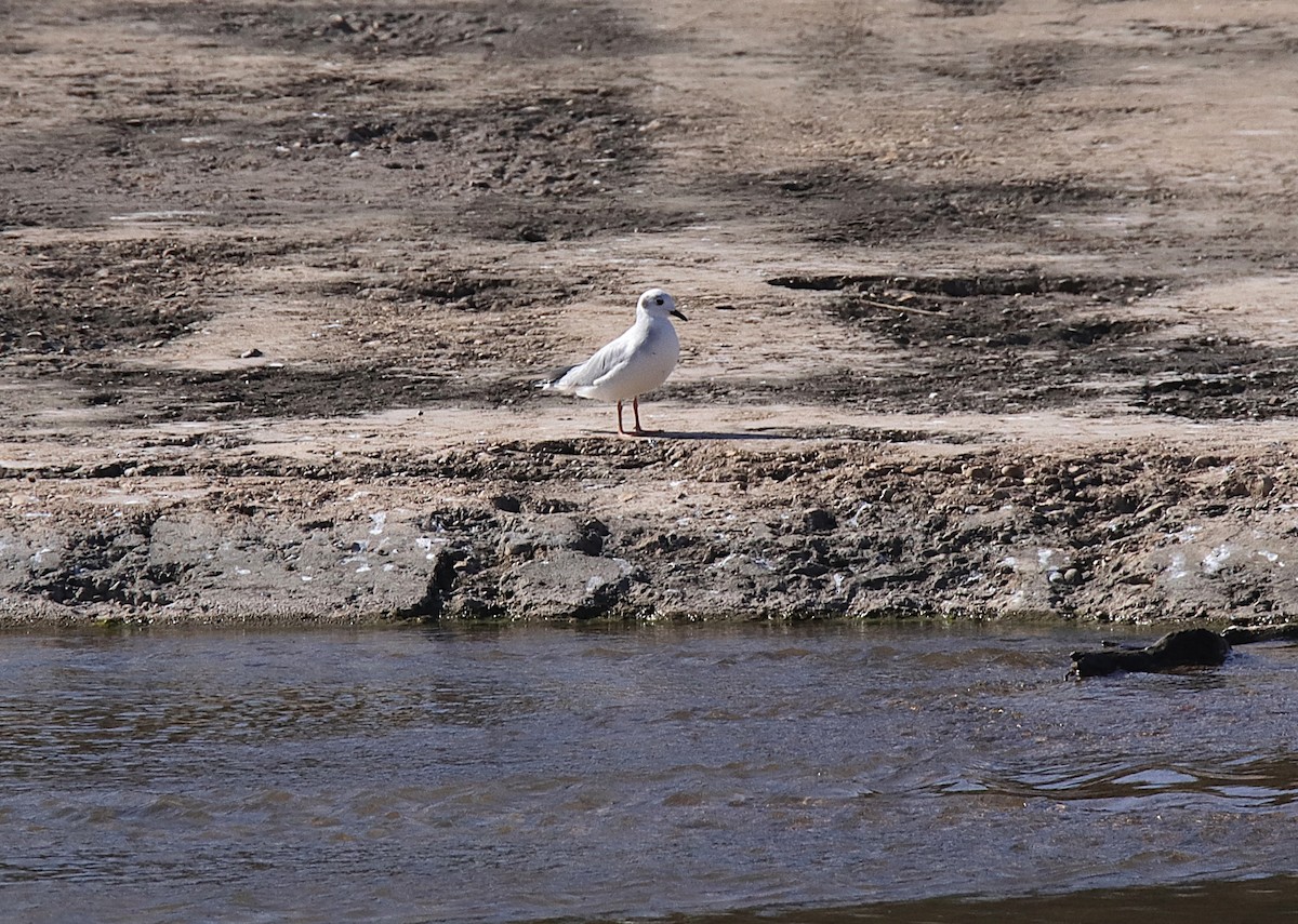 Bonaparte's Gull - ML646347103