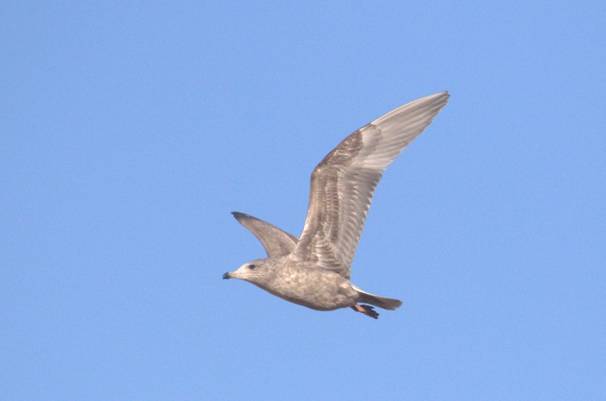 Iceland Gull (Thayer's) - ML646347106